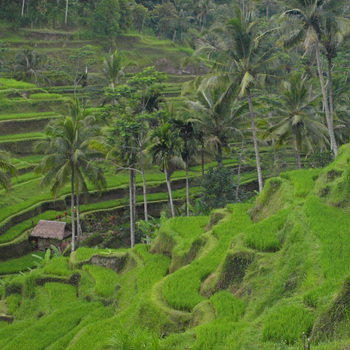 TERRACES/BALI